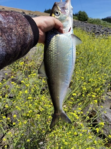 Shad fishing in WA, shad fishing in Washington/Oregon State, shad fishing in columbia river, shad fishing in boneville dam