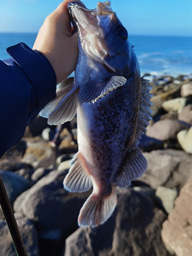 Jetty fishing in WA, jetty fishing in Washington/Oregon State, black rockfish fishing