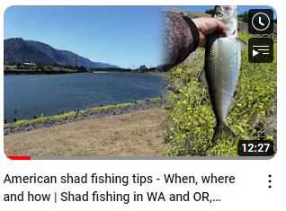 shad fishing 101 tips for beginners